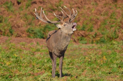 Red Deer