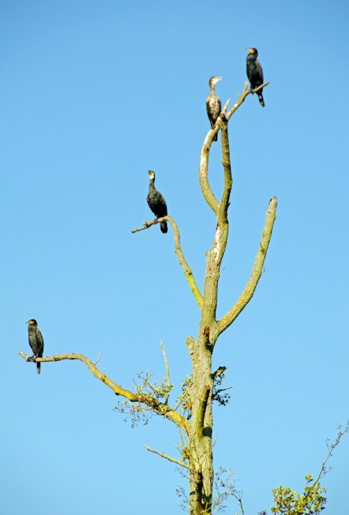 Cormorants in Mote Park