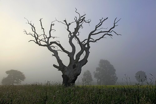Trees and mist