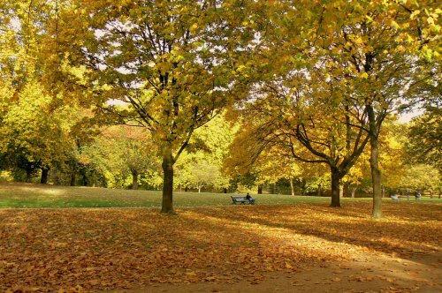 Hyde Park in the fall.