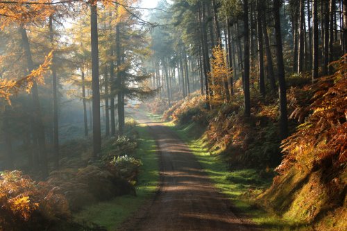 Heart of the Forest 1