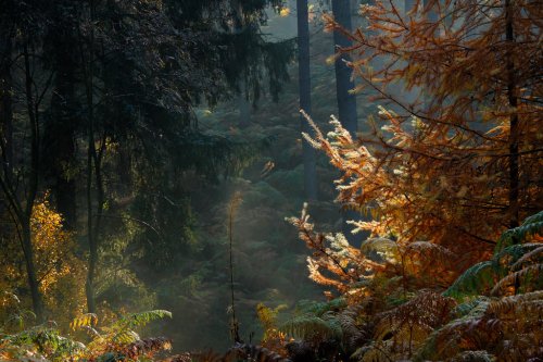 Heart of the Forest 2