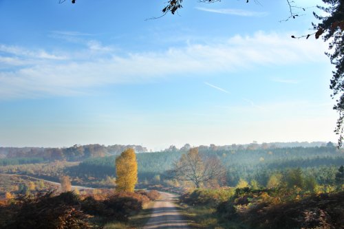 Pine Forest, Cannock Chase