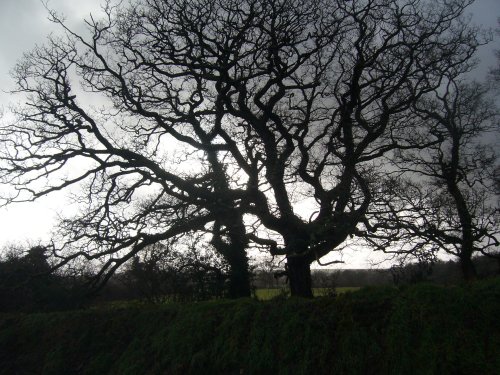 Tree near Fraddon