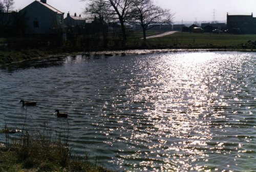 The Village Pond