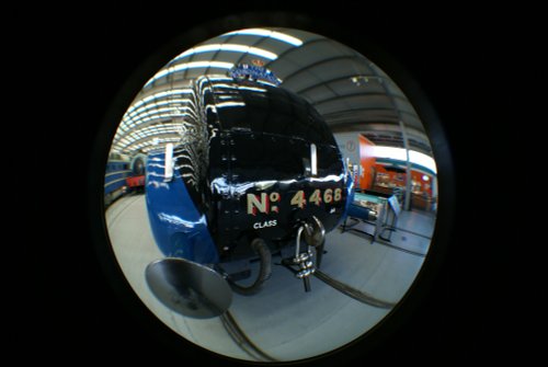 Mallard after working out