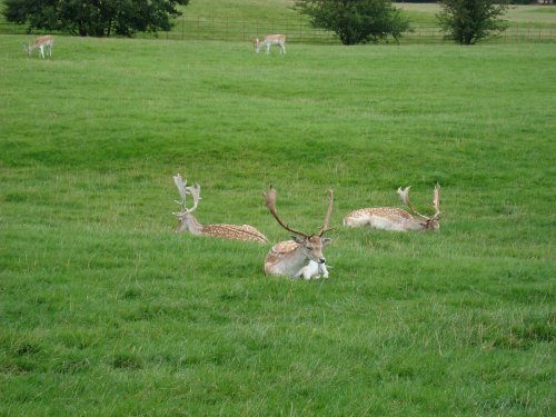 Deer Park