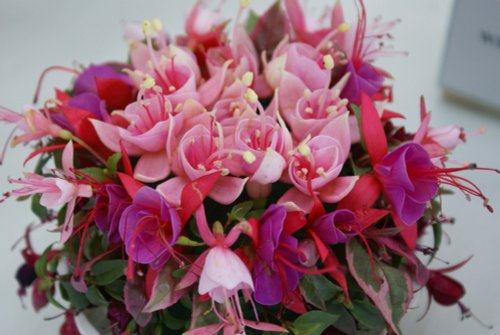 Fuchsia posy 3