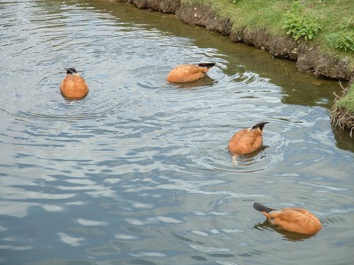 Duck, then he won't see us!