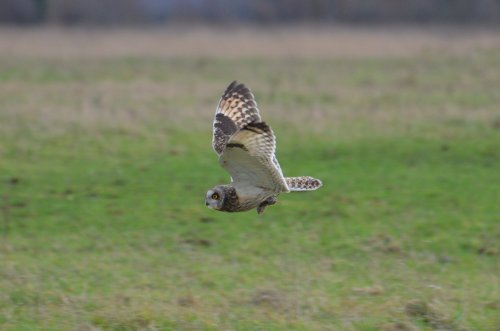 A Short Eared Owl carrying a Vole