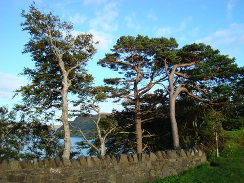 Pines on the Lump