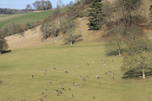 Deer at Stonor