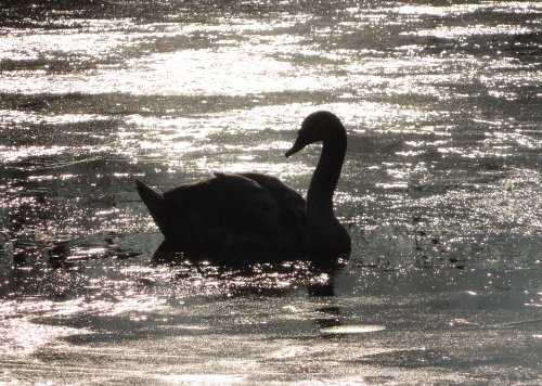 Swan in ice on canal