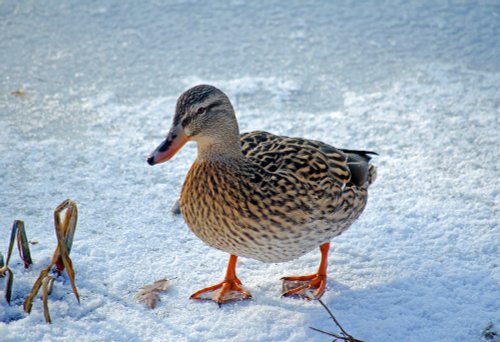 Iced Duck at Leeds Castle