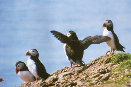 Puffin Island