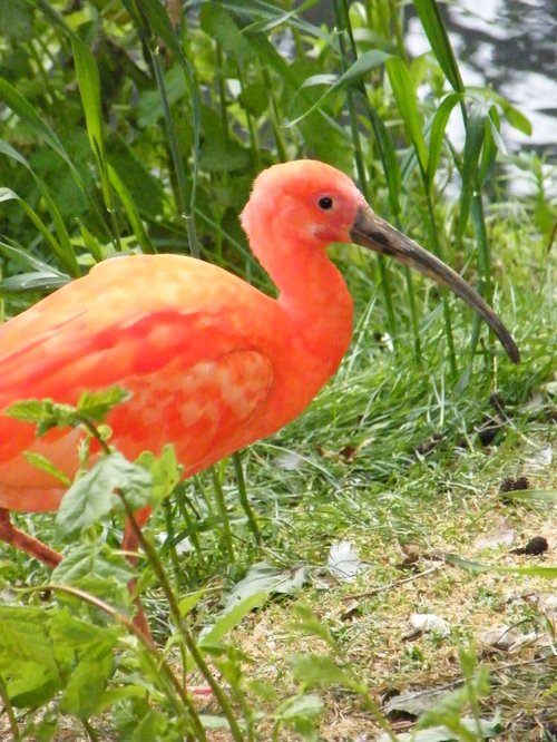 Scarlet Ibis