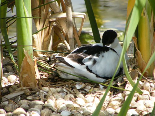 Nesting Avocet