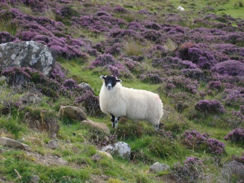 The inhabitant of a pasture.