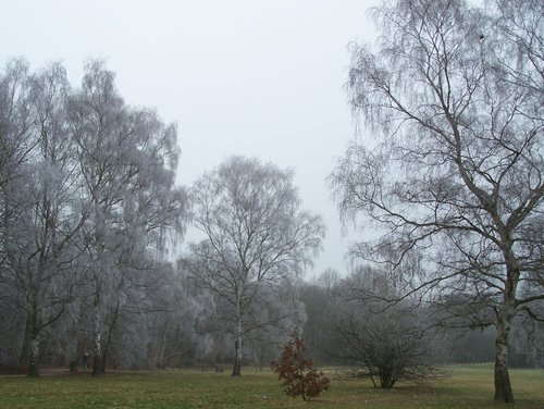 Frosted trees