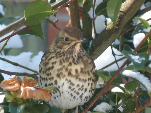 Song Thrush