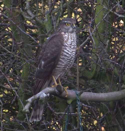 Cheadle, Sparrow Hawk
