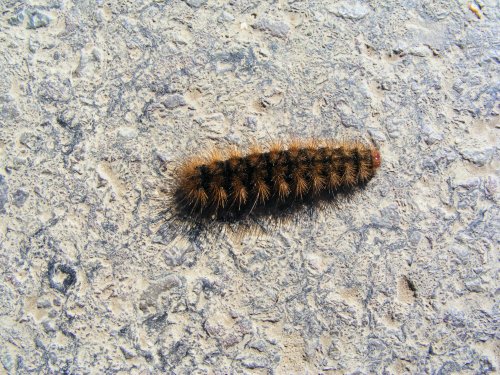 Why did the caterpiller cross the road?