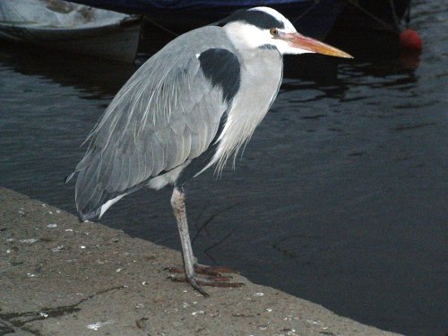 I think it is a Grey Heron in the evening