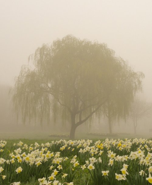 Misty March morning