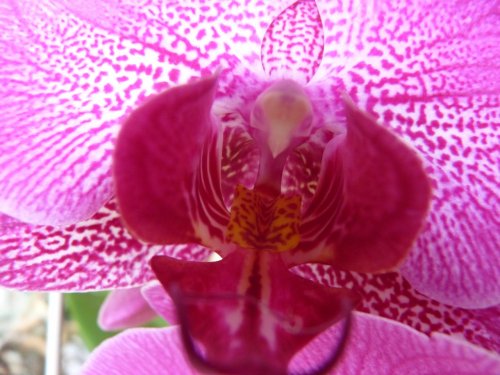Up close and personal with an Orchid