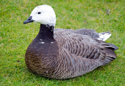 Gosling at Leeds Castle