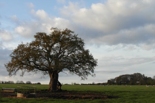 Bookham and the Field of Change