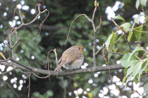All puffed up and nowhere to go