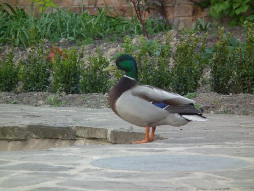 Duck in Tewkesbury
