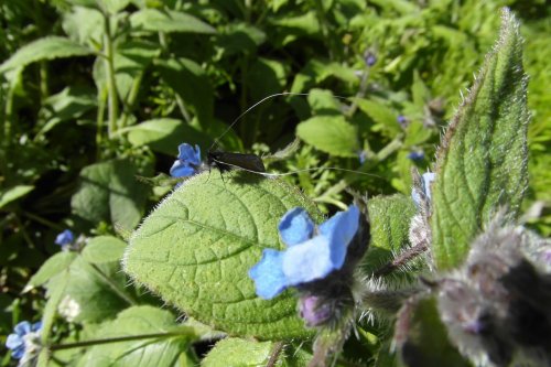 Oh my, what big whiskers you have got