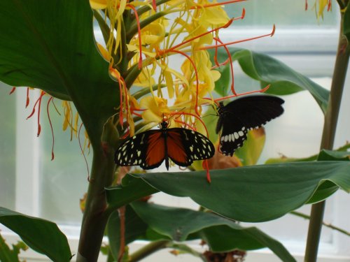 In the Butterfly House, Williamson Park