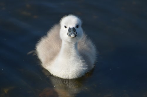 Cygnet at Watermead Park