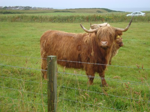Highland cattle at John O'Groats