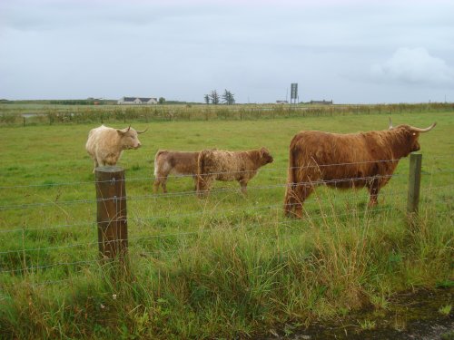 Highland cattle at John O'Groats