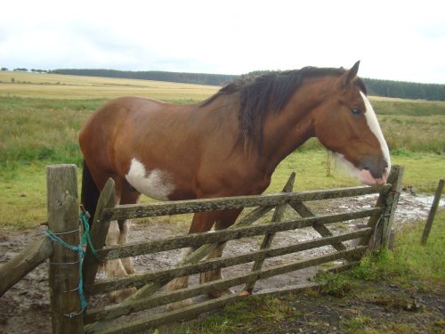 Horse at a local farm