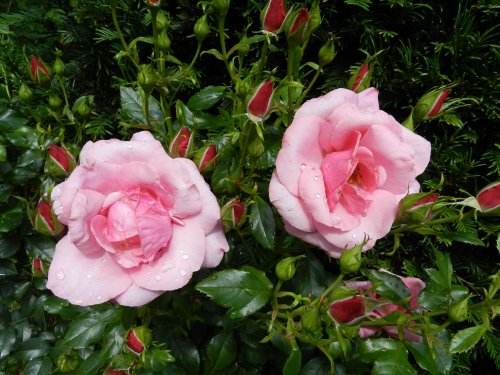 Abbey House Gardens 6