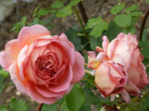 Borde Hill Garden 24 June 2011