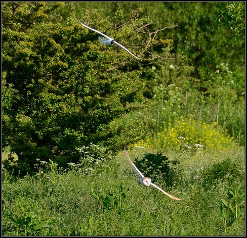 Harried Owl, Great Doddinton.