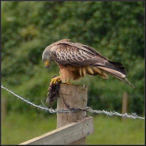 Red Kite, Pilton.