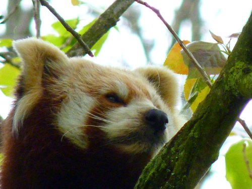 Red Panda at Newquay Zoo, Cornwall