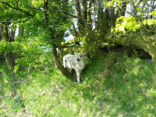 Exmoor National Park, Simonsbath