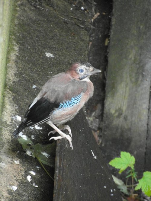 I will master this flying lark!