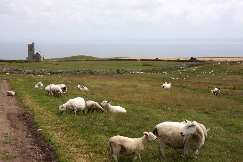 Sheep on Lundy Island