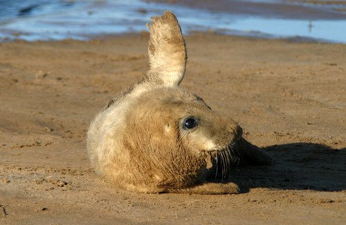 Grey Seal at Donna Nook, Lincolnshire