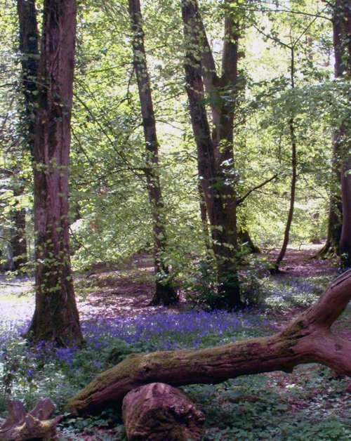 The bluebell woods, Aberglasney, Llangathen.