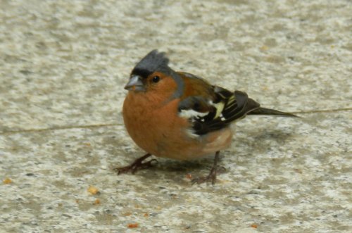 Wakehurst Place 24 June 2011